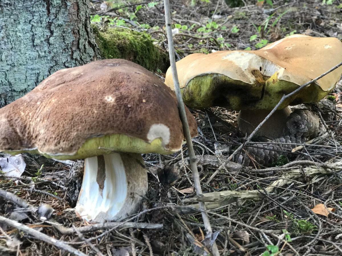 Pyhtaeae Garden Villa Pyhtaa Eksteriør bilde